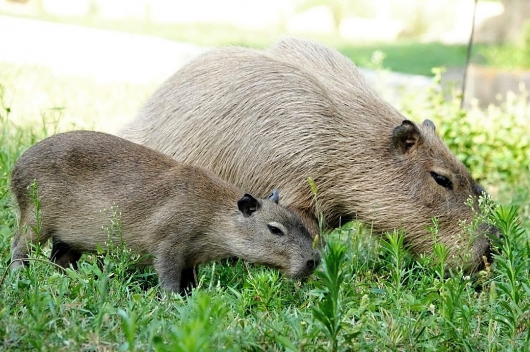 Skupinka kapybar ze zlínské zoo se rozrostla o čtyři mláďata