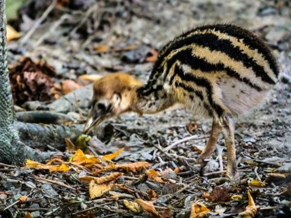 Zlínská zoo má mládě kasuára přilbového