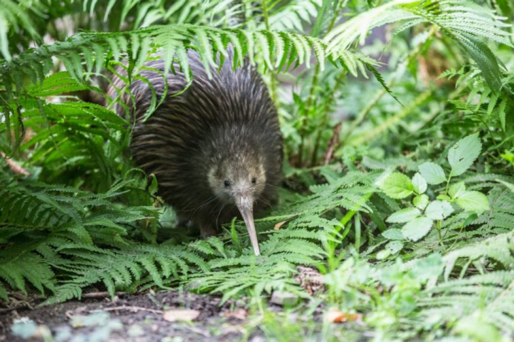 Zlínská zoo otevře v sobotu své brány už v 7 hodin. Ideální je návštěva expozice kiviů