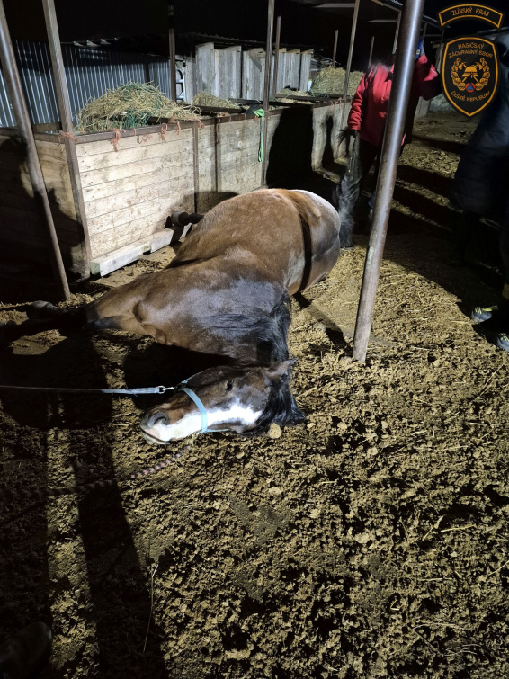 Hasiči zachraňovali koně. Uvízl pod krmelcem