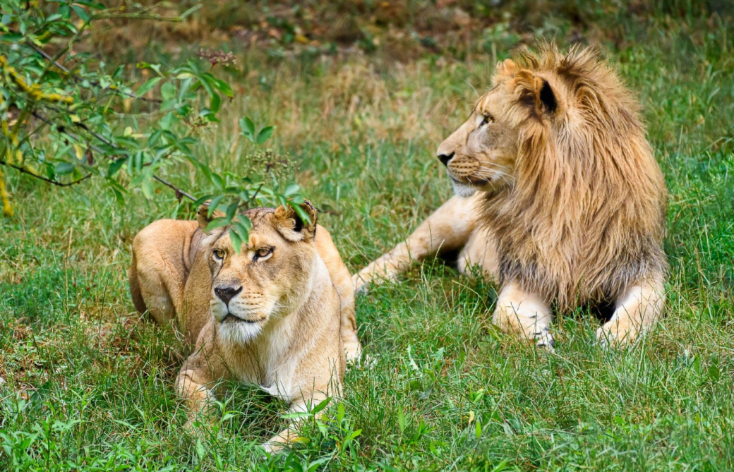 Zoo Zlín hlásí: Lvice Elsa a lev Takko jsou už spolu
