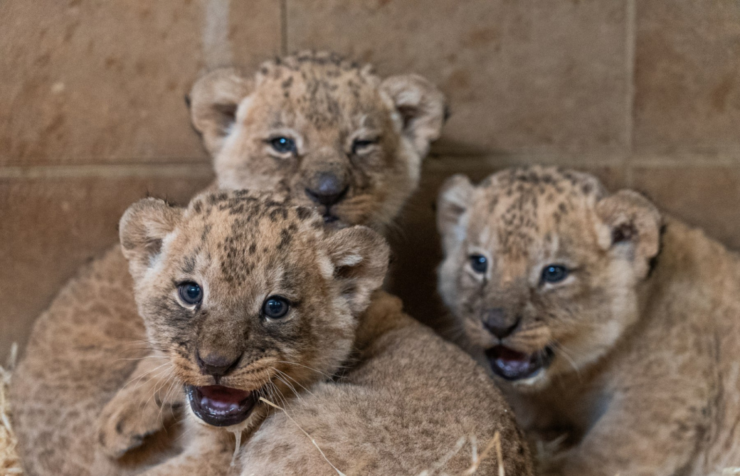 V Zoo Zlín se narodila  tři mláďata lva konžského