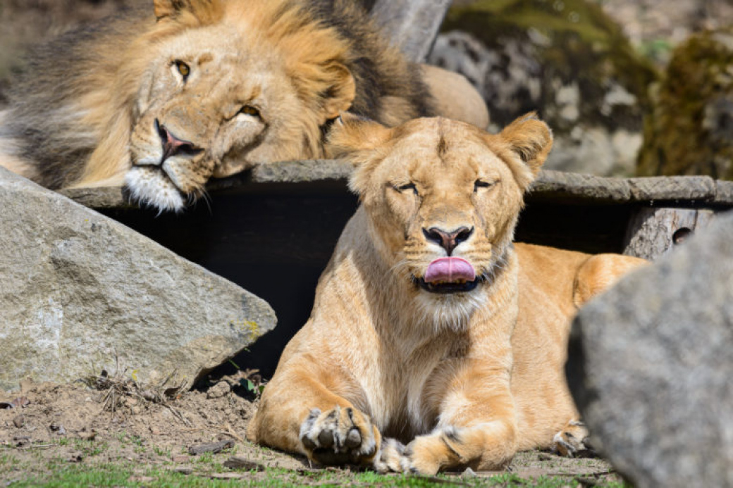 Zlínská zoo truchlí. Nečekaně zemřela lvice Lisa