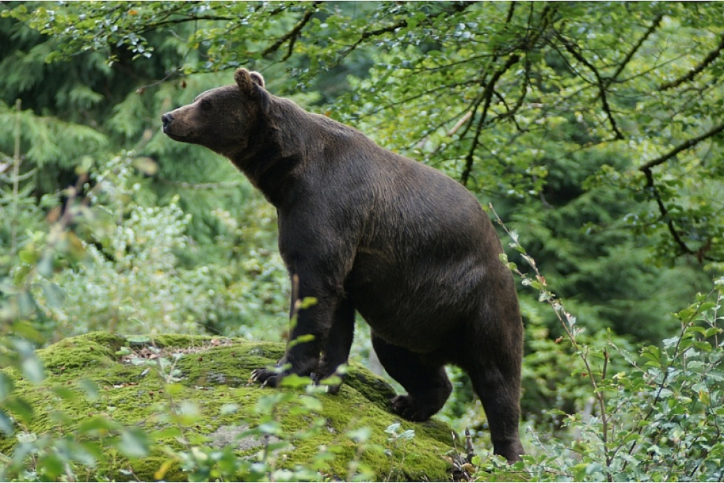 Zlínský kraj proplatí dalších 160 tisíc za škody způsobené medvědem