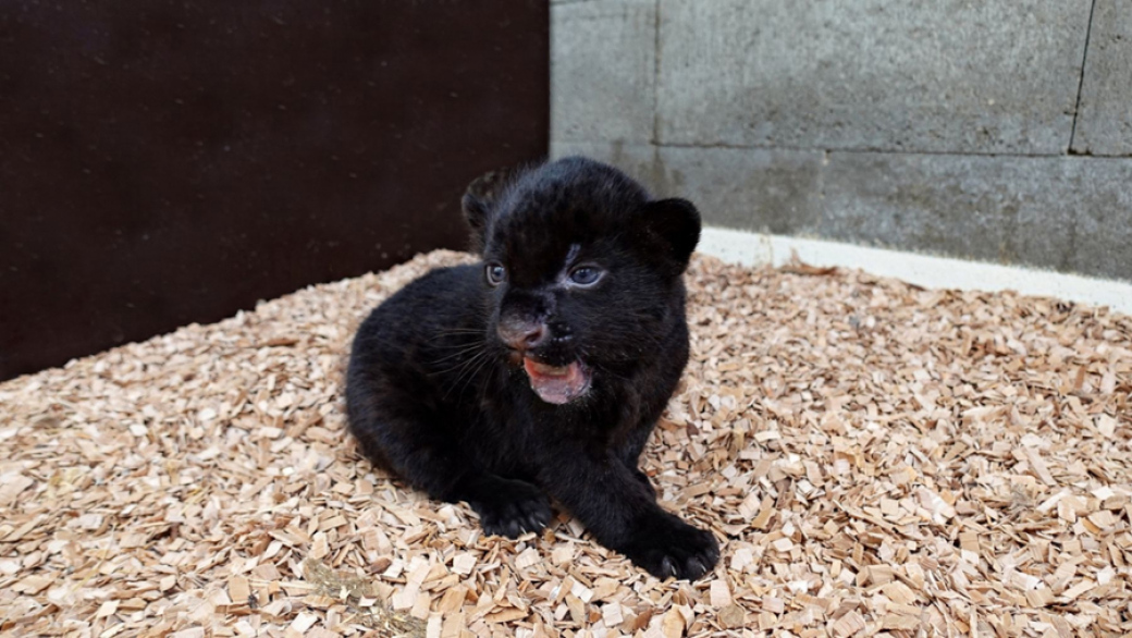 Jaguáří mládě ve zlínské Zoo je samička. Je celá černá