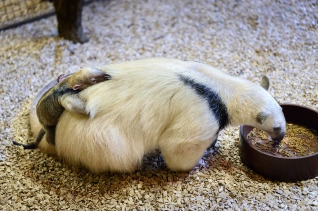 Ve zlínské zoo se podařilo odchovat mládě mravenečníka velkého