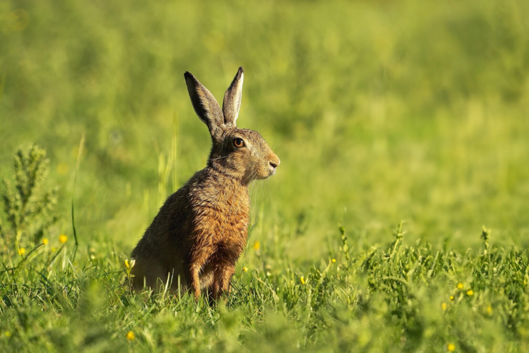Myxomatóza zajíců se objevila ve Zlínském kraji. Jeden případ hlásí Ostrožská Nová Ves