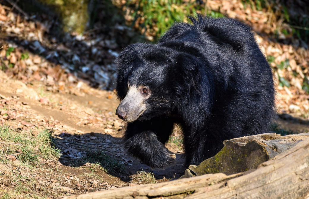 Zlínská Zoo odeslala do Skotska odchovaného medvěda pyskatého
