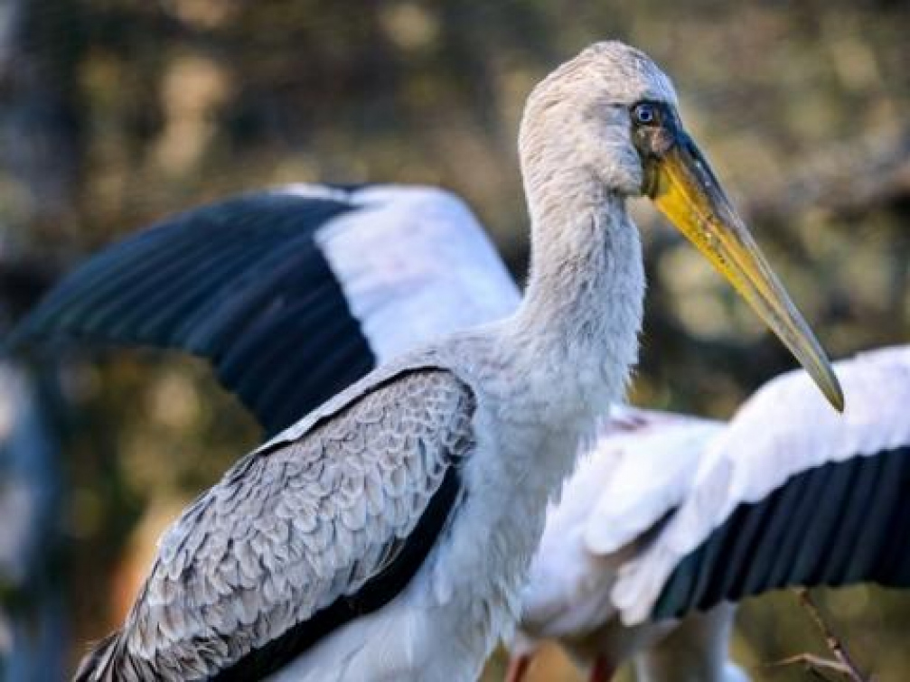 Zlínská zoo poskytla tři páry nesytů afrických zoo v San Diegu