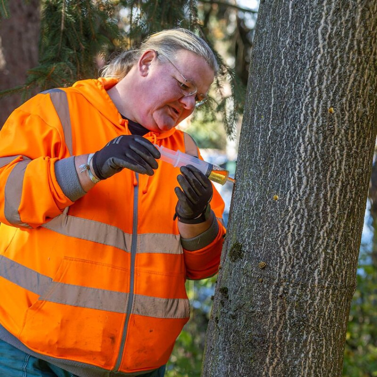 V Baťově nemocnici začali s likvidací invazního pajasanu