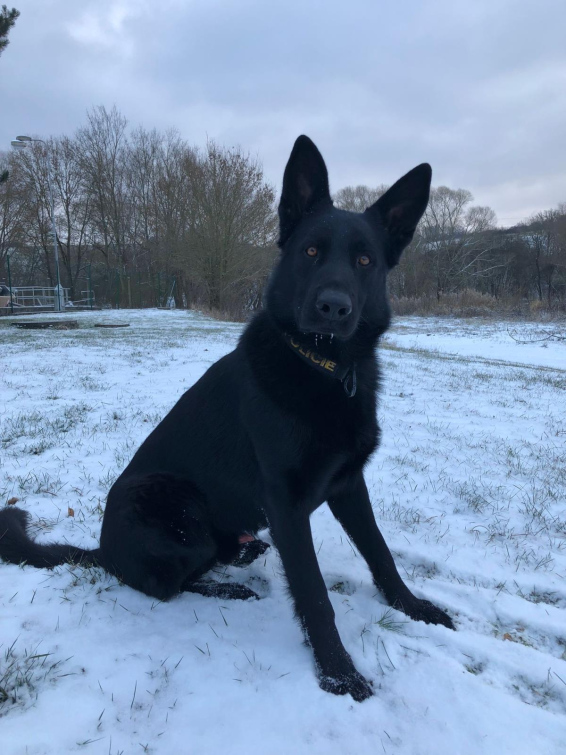 Policejní pes Varo vypátral opilou řidičku, která utekla od nehody 