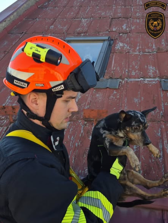 Po vysvobození uvízlého srnce a kočky zachraňovali hasiči ze střechy psa