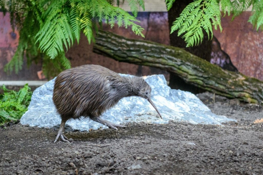 Zoo Zlín, Zlínský kraj a Centrála cestovního ruchu Východní Moravy připravili poděkování pro zdravotníky