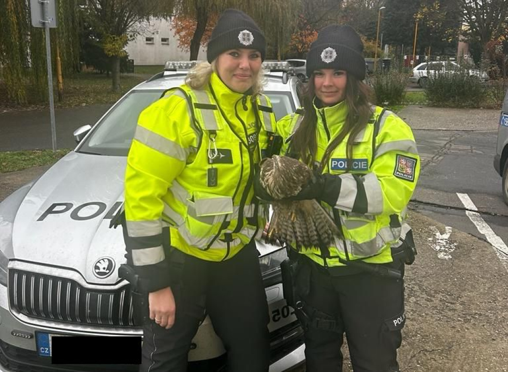 Policistky zachránily zraněné káně ležící na dálnici