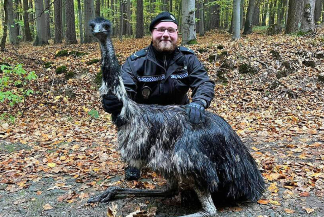 Největší pták Austrálie se promenoval na turistické stezce v Malenovicích. Jak se tam dostal?