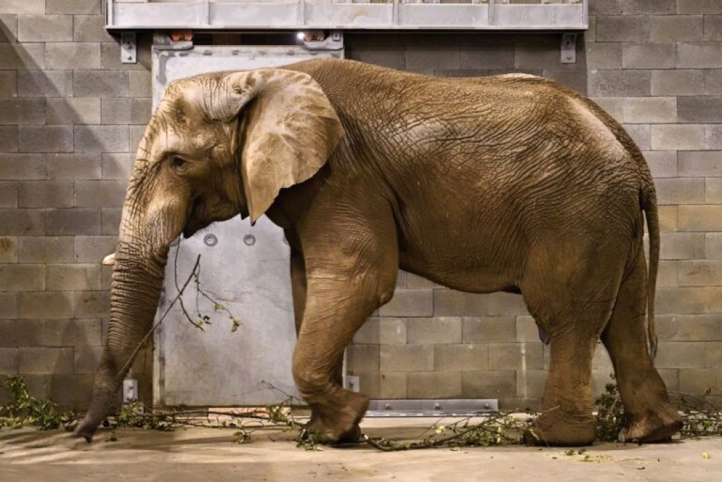 Novorozené slůně ve Zlínské ZOO se má  čile k světu