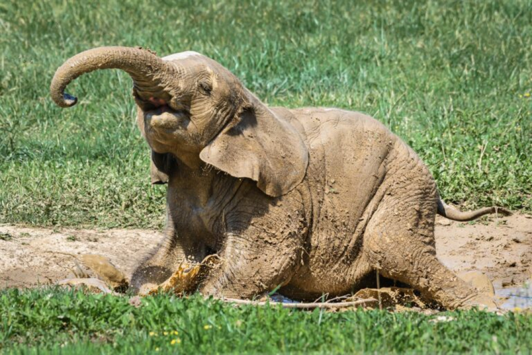 Sloni ze zlínské zoo si užívají nový pavilon v Karibuni. Co bude s tím původním?