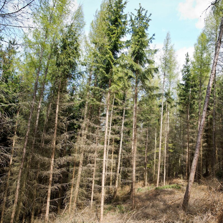 Kraj pokračuje v podpoře boje proti suchu v lesích