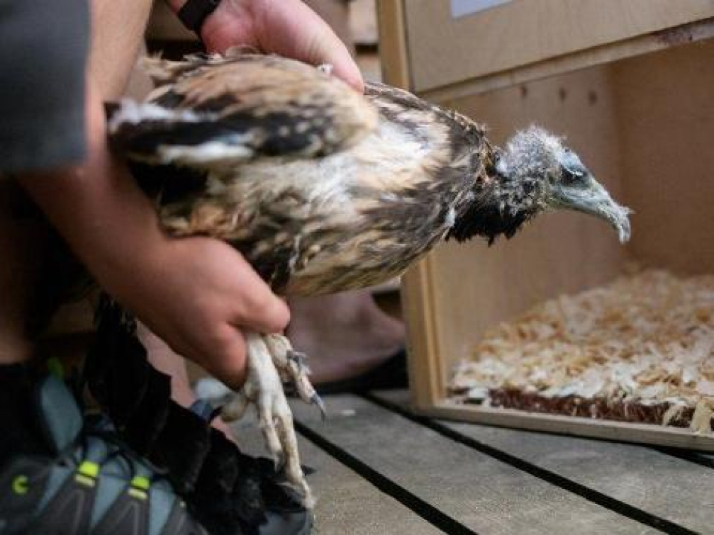 V bulharských horách zahynul sup ze zlínské zoo