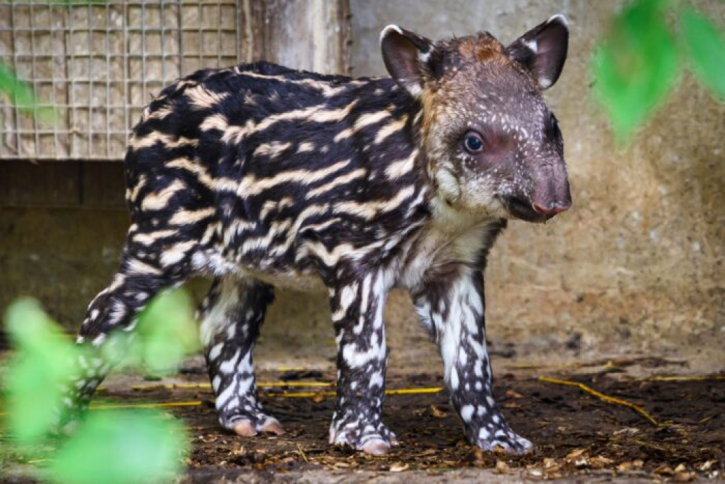 Zlínská zoo se raduje z třetího mláděte tapíra čabrakového