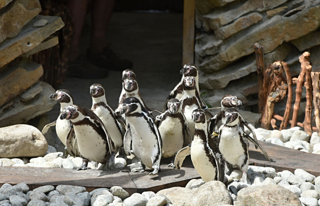 Tučňáci v Zoo Zlín mají novou expozici
