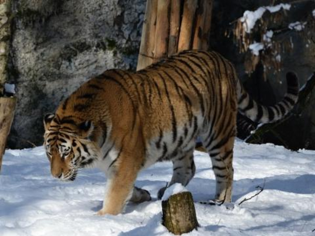 Nový tygří samec se ve zlínské zoo skvěle adaptoval