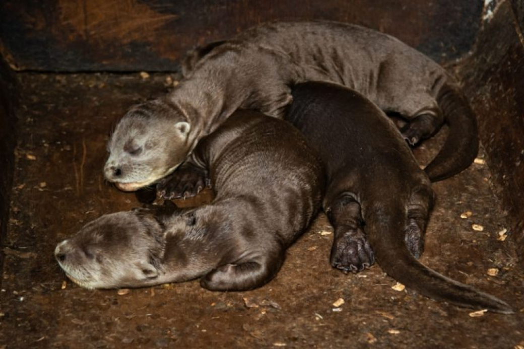 Ve zlínské ZOO se podařilo odchovat mláďata vyder obrovských