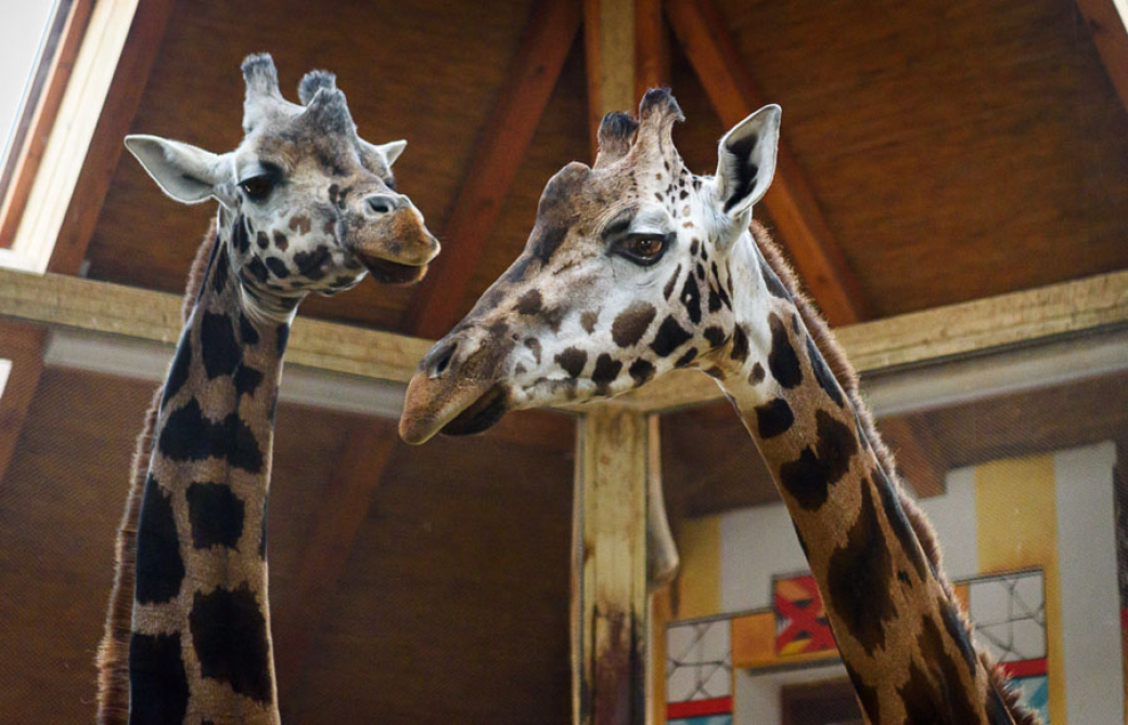 Zoo Zlín má novou samici žirafy Rothschildovy