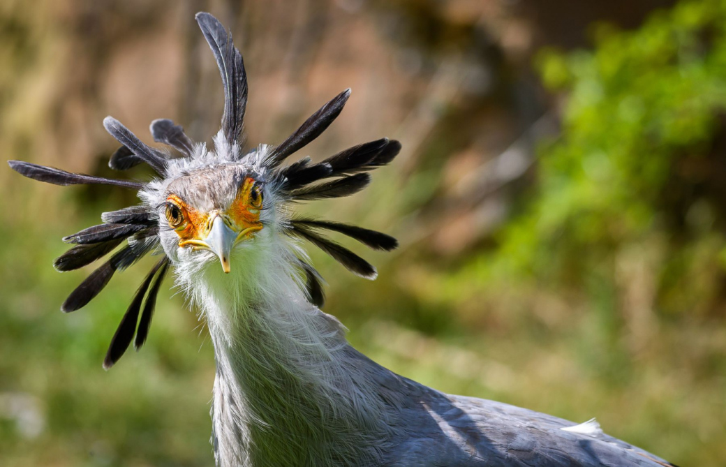 Nový výzkumný projekt Zoo Zlín v Africe
