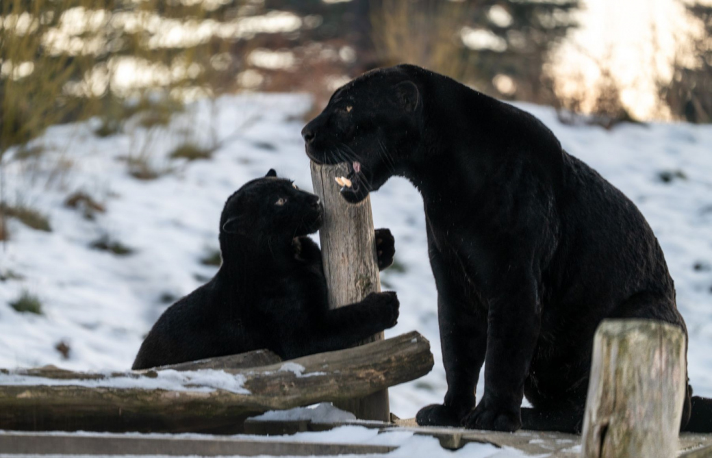 S pololetním vysvědčením za 1 Kč do Zoo Zlín
