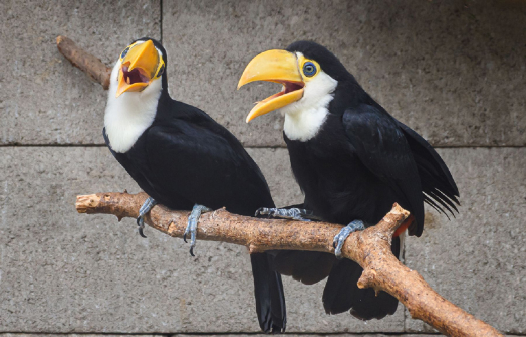 Zoo Zlín slaví světový úspěch v odchovu turaků, vousáků a tukanů