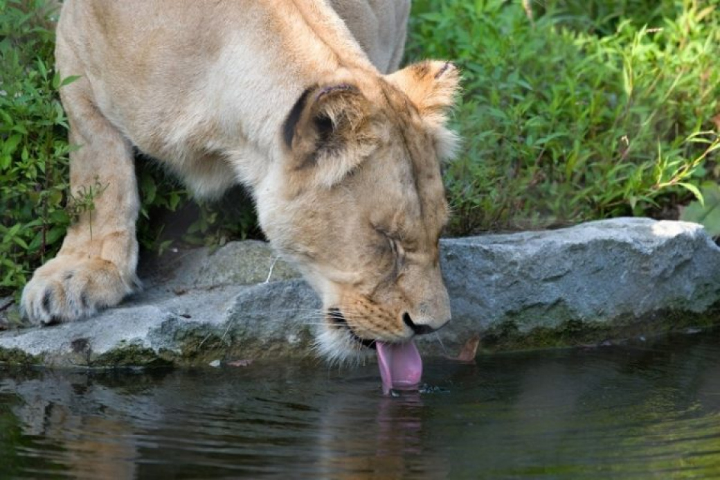 Zlínská zoo chce ještě více ušetřit za vodu