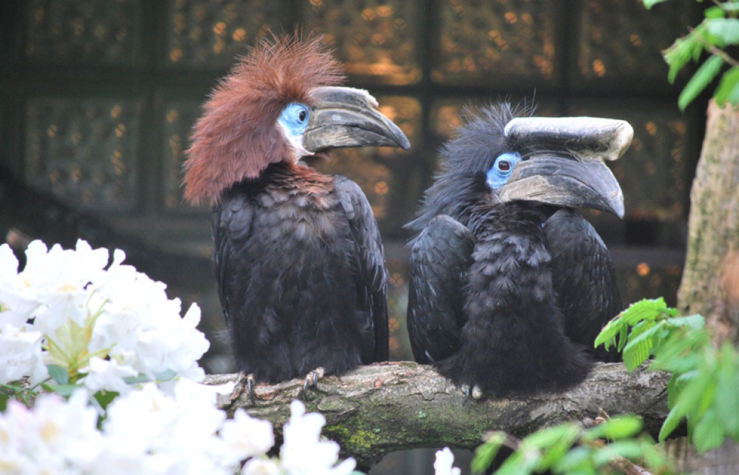Zoo Zlín získala za odchov zoborožce první místo v soutěži Bílý slon 2024