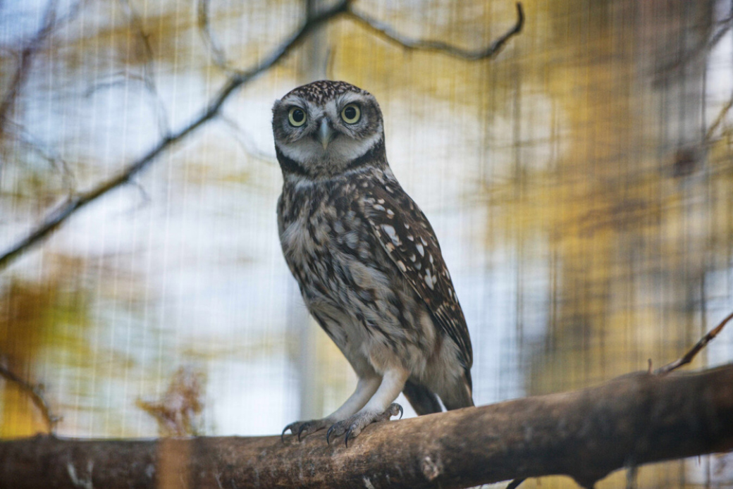 Zlínská zoo pracuje na návratu sýčků do volné přírody