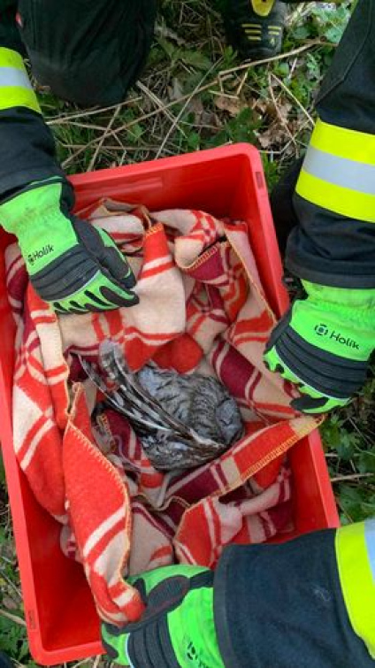 Hasiči zachraňovali sovu uvízlou ve větvích