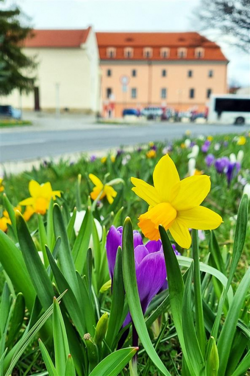 Město Valašské Meziříčí vysadilo tisíce kvetoucích cibulovin