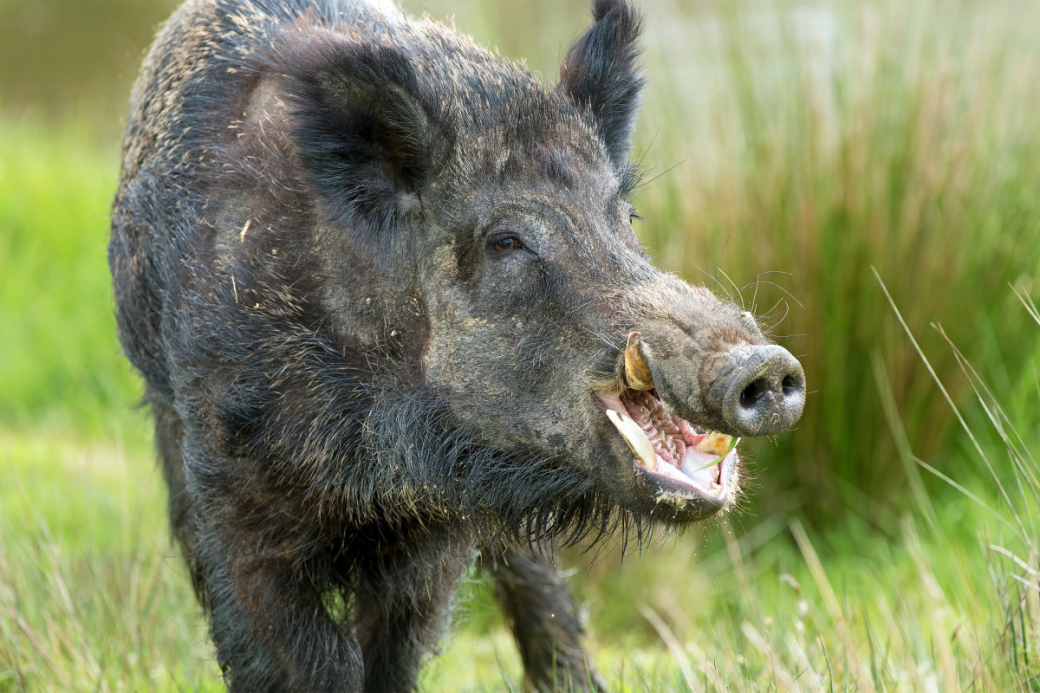 Africký mor prasat. Státní veterinární správu konečně vyhlásila potřebná opatření 