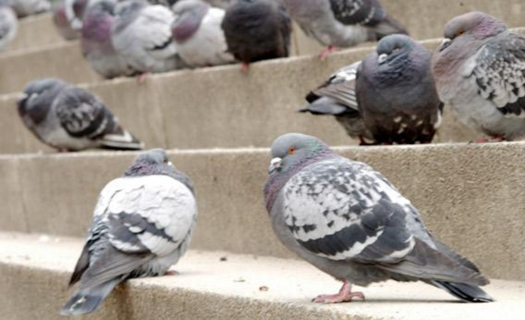 Vsetínská radnice vyzývá: Nekrmte holuby