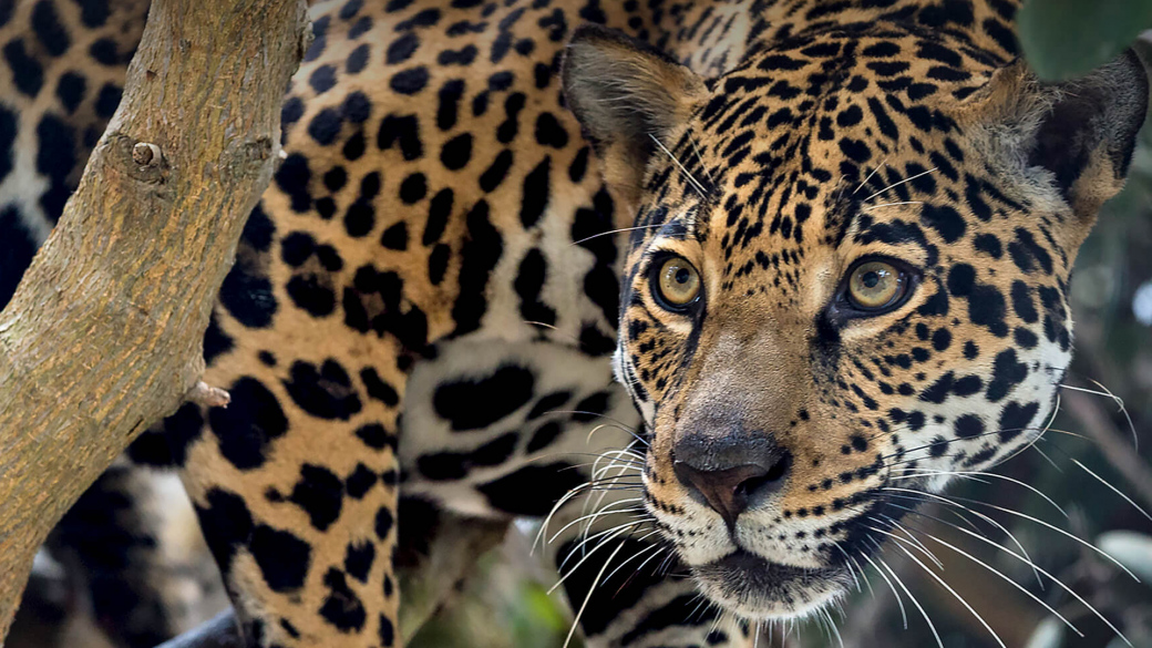Do zlínské zoo se vrátí po 25 letech jaguáři