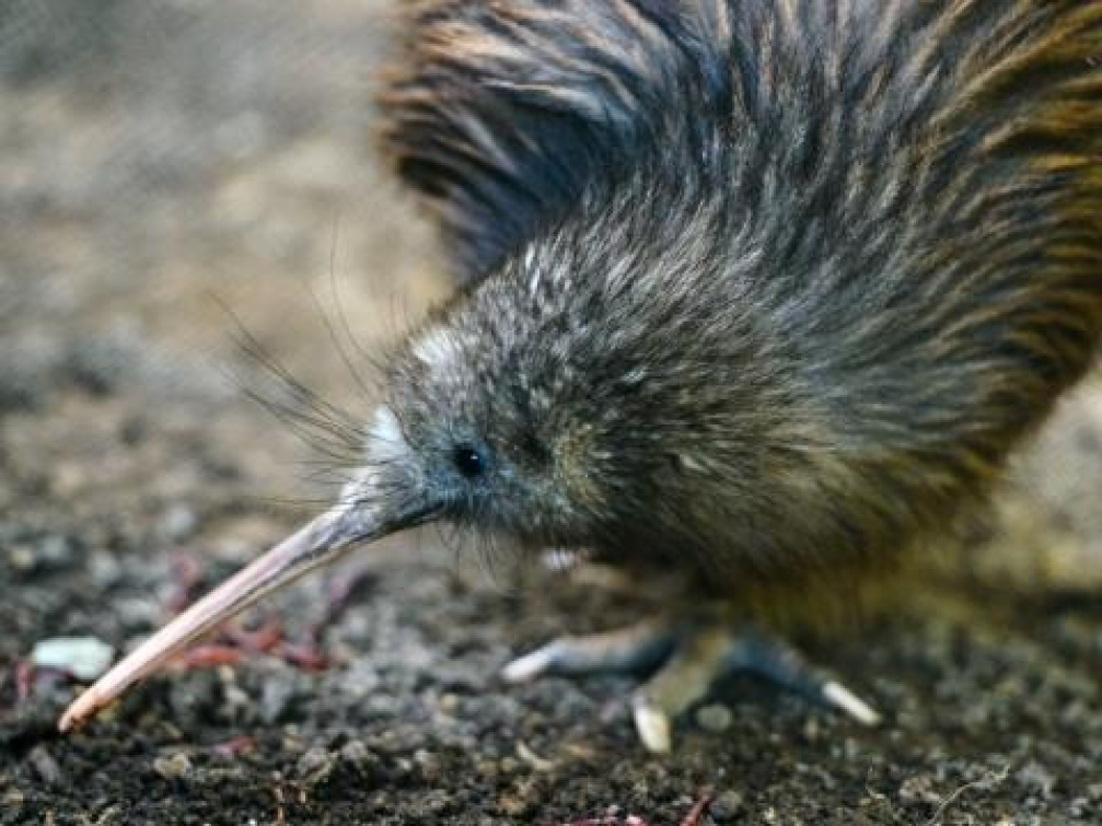 Zlínská zoo chová kiwiho. Uvidět ho můžete brzo ráno