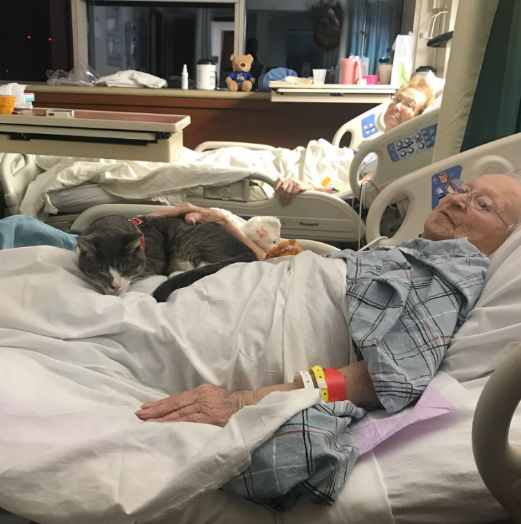 Terapie za pomocí kočky a nové knihobudky - dobrovolníci zavádějí novinky ve zlínské nemocnici