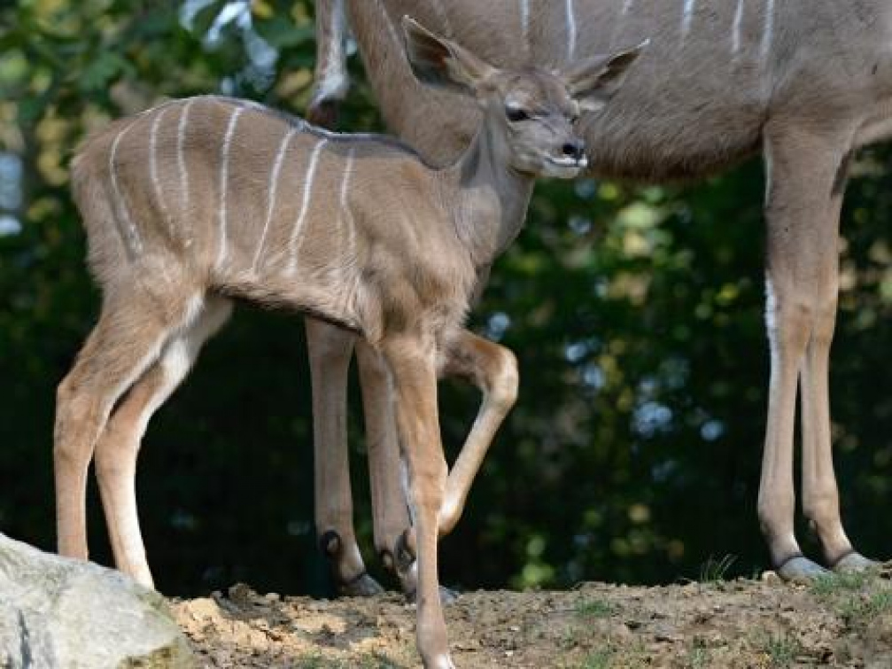 Zlínská zoo má mládě kudu velkého