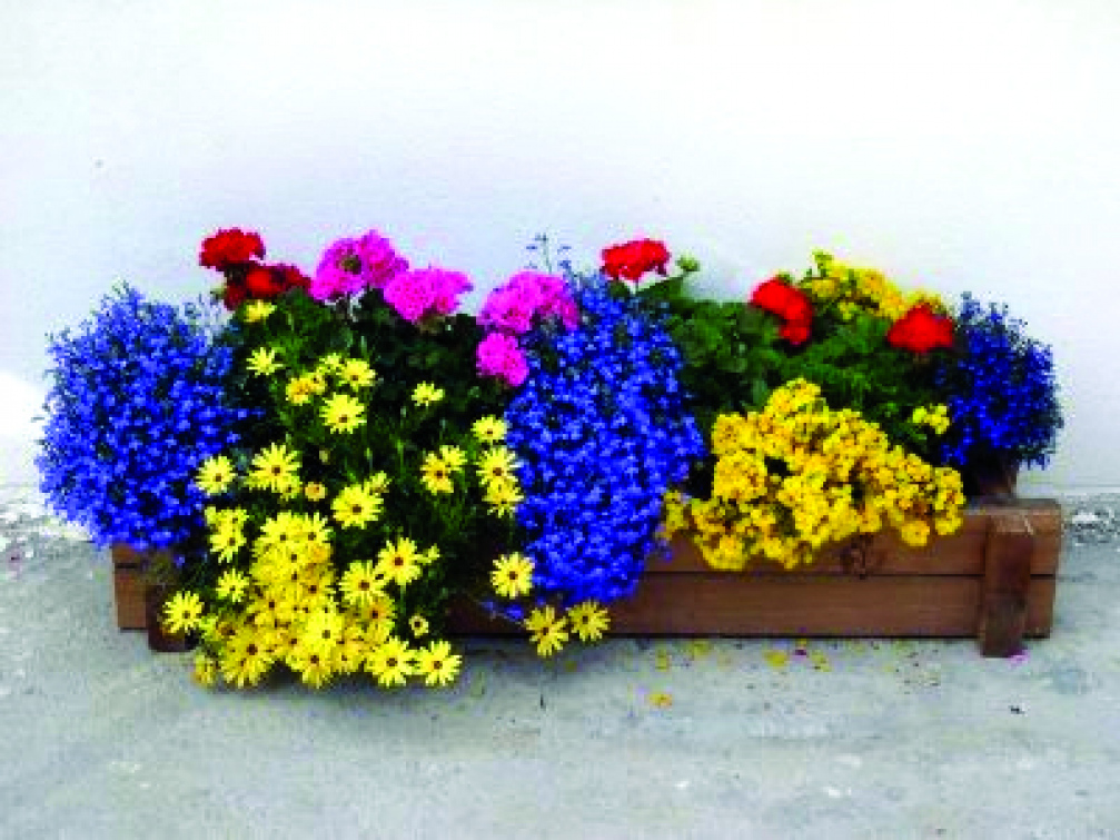 Zahradnické rady na květen: Květen – „všechno ven“