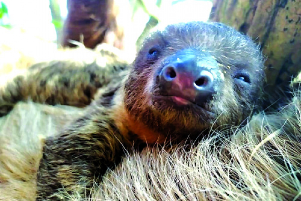 Ve zlínské zoo se daří mláděti lenochoda dvouprstého