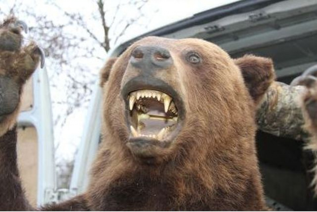 Medvěd na Valašsku znovu zabíjel. Tentokrát to odnesly kozy