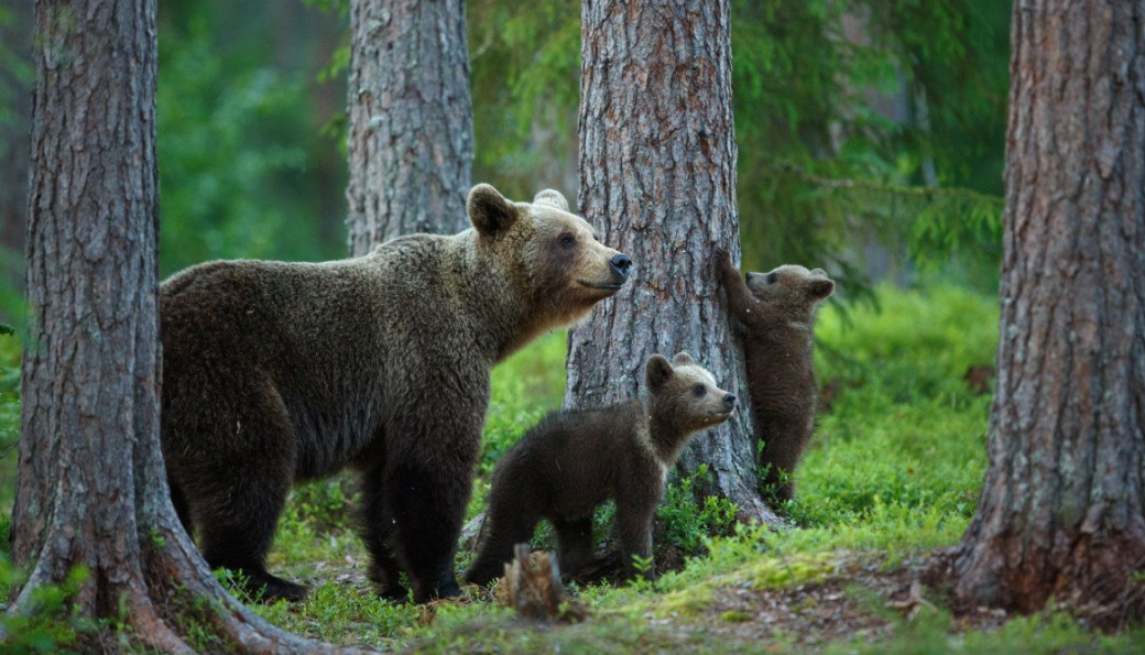 U Bratřejova se objevila medvědice s mláďaty