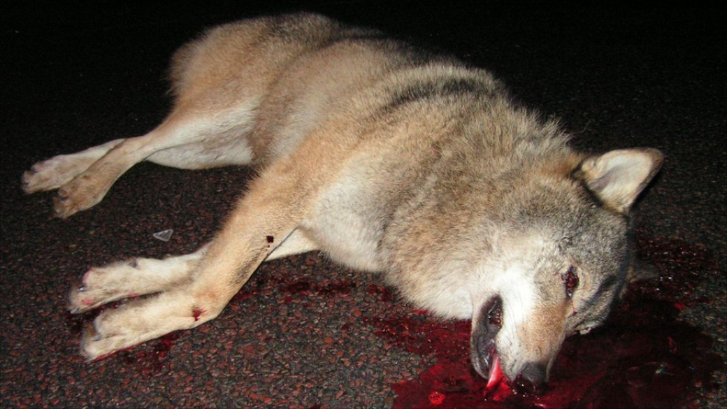 Na frekventované silnici u Ratiboře našli mrtvého vlka