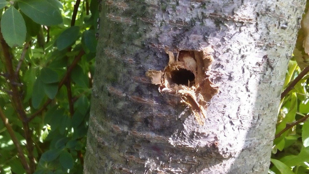 Již deset stromů padlo za oběť neznámému vandalovi