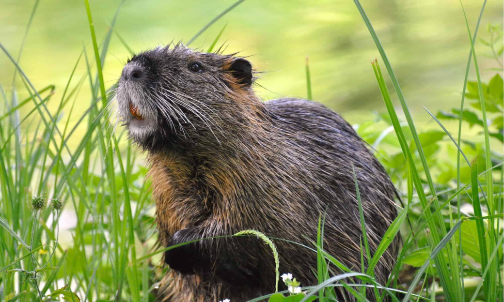 Ve Zlíně začal jarní odchyt přemnožených nutrií