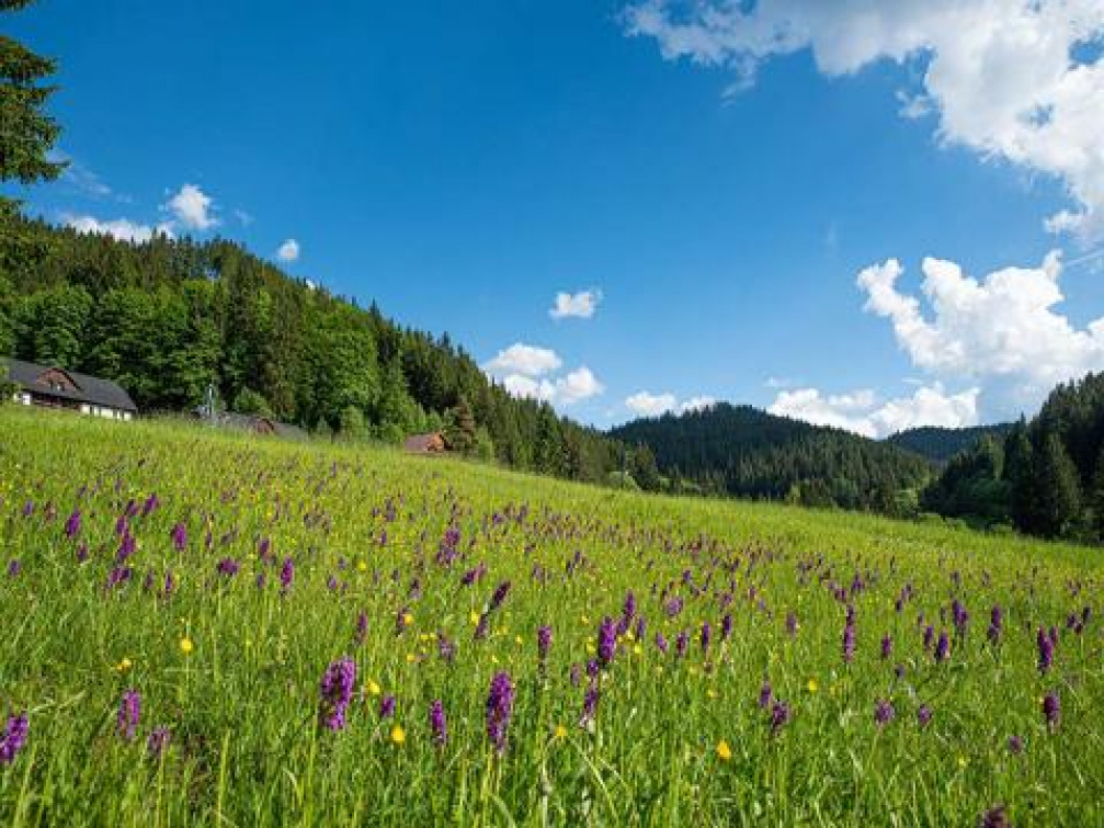 Ve Velkých Karlovicích vykvetly vzácné orchideje